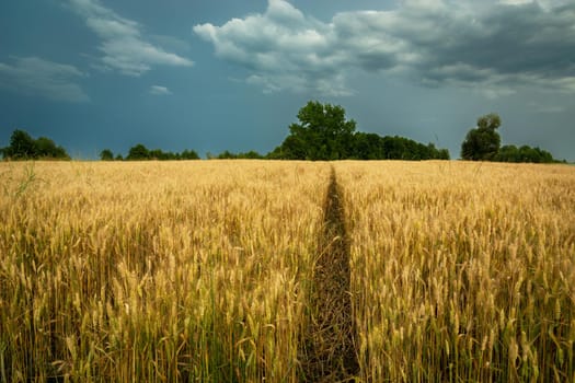 Technology path through the field with grain and cloudy sky, summer rural view