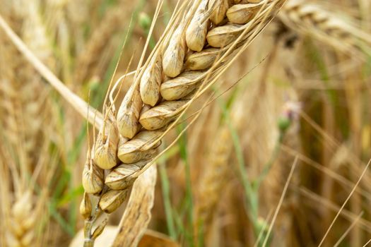 High close-up on an ear of grain, summer view