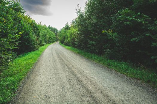 A gravel road through a green dense deciduous forest, moody view