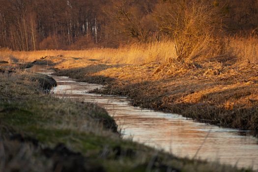 The little river Uherka flowing through the meadows next to the forest, march day, Stankow, Poland