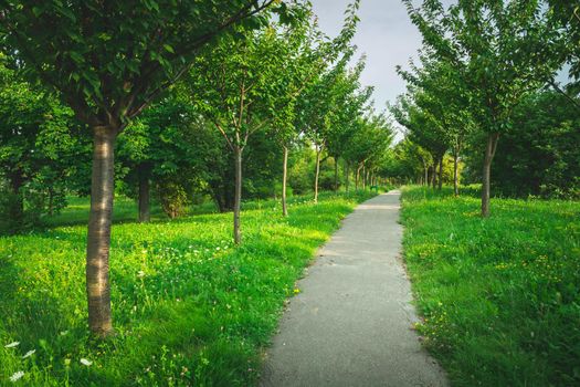 Avenue in the green park with trees planted along the path, Chelm, Poland