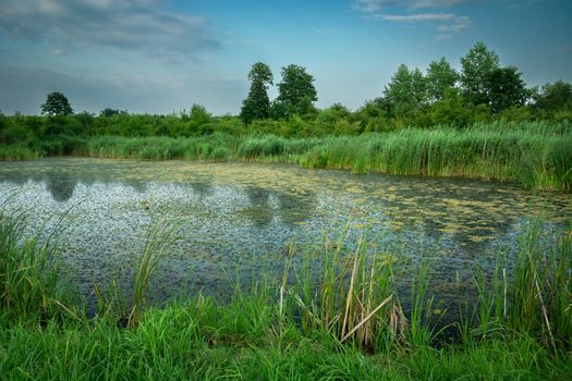 A pond with green reeds and dense vegetation, Stankow, Poland