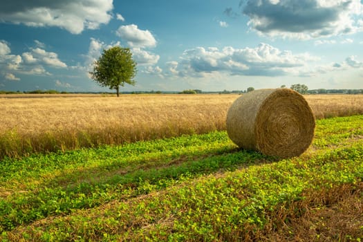 A bale of hay is lying next to a grain field and a lonely tree in the distance, summer view