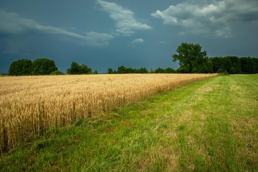 Grain field next to the meadow and cloudy sky, Nowiny, Poland