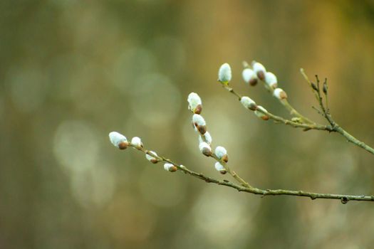 Twigs with white fluffy catkins and blurred background, spring view