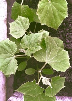 Young cucumber plants with green leaves grow in the greenhouse. Top view.