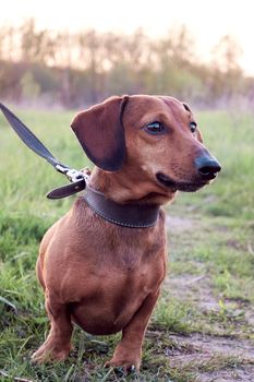 Portrait of a red-haired dachshund. Hunting dog in nature. Overexposed photo