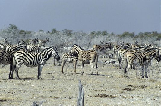 A group of plais zebras (Equus burchellii) near the pan in Etosha National Park, Namibia.