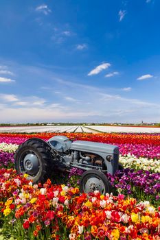 Field of tulips with old tractor near Keukenhof, The Netherlands