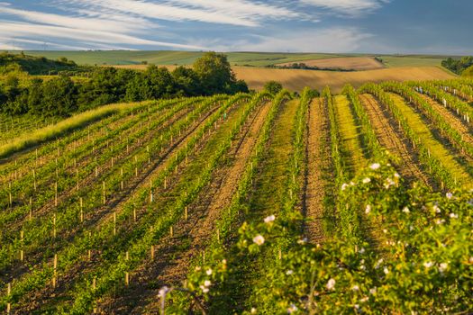 Spring vineyard near Cejkovice, Southern Moravia, Czech Republic