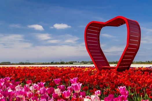 Field of tulips with red heart near Keukenhof, The Netherlands