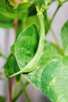 selenium bean pods in garden. selective focus.food