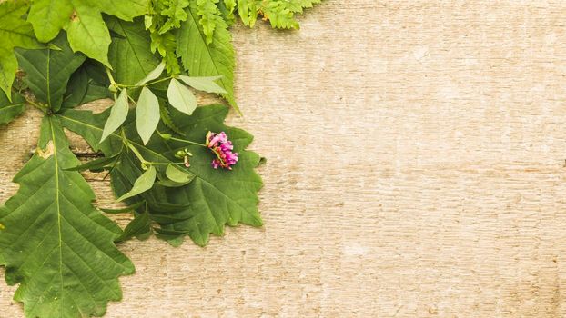 green composition with leaves wood