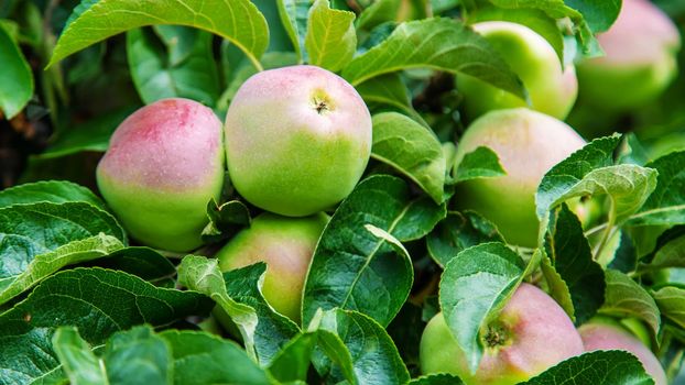 Apples on a tree in the garden. Selective focus. nature.