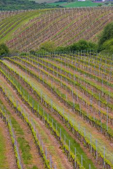 Spring vineyard near Cejkovice, Southern Moravia, Czech Republic