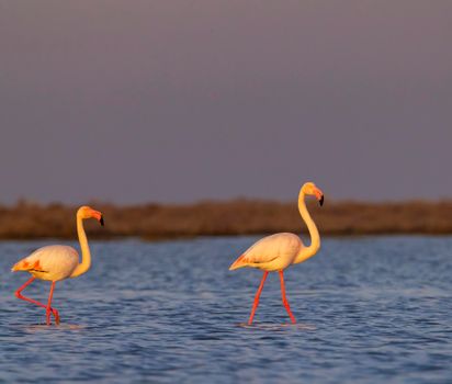 Flamingo in Parc Naturel regional de Camargue, Provence, France