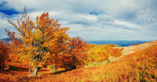 Autumn Landscape with a tree, colorful season, falling leaves, orange hill in the background