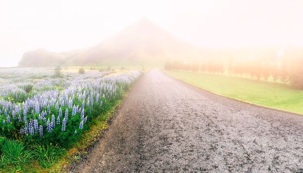 Wild blue lupinus blooming in high grass at summer.