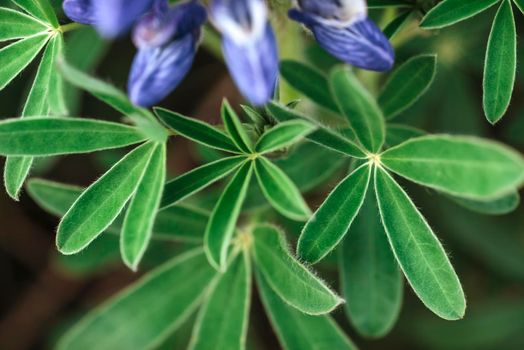 Wild blue lupine blooming in in summer.