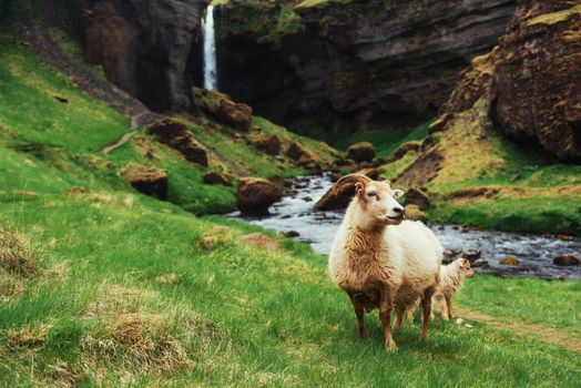 The Icelandic sheep. Beautiful mountain stream flowing in the background. Beauty world