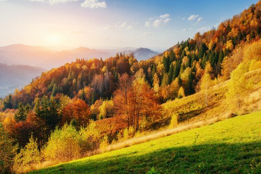 Beautiful view of the forest on a sunny day. Autumn landscape. Carpathians Ukraine Europe