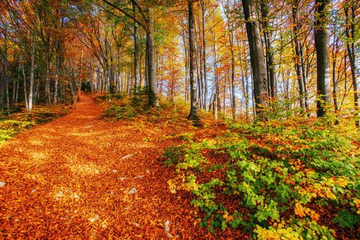Beautiful view of the forest on a sunny day. Autumn landscape. Carpathians Ukraine Europe