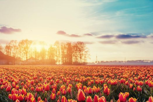 Beautiful red tulip field in the Netherlands. Fantastic event with cumulus clouds. Holland