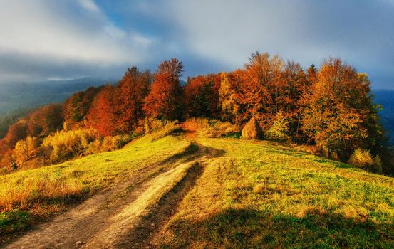 Forest Road in the autumn. Landscape Ukraine Europe