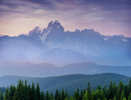 Pine tree forest. Beauty world Carpathians Ukraine Europe