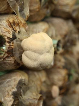 Monkey head mushroom (Yamabushitake mushroom) on spawn bags growing in a farm