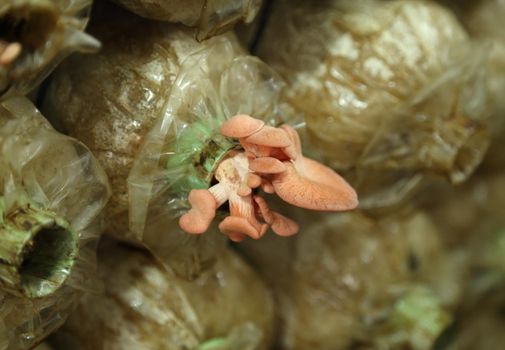 Pink oyster mushroom (Pleurotus djamor) on spawn bags growing in a farm