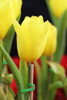 beautiful yellow tulip in the garden