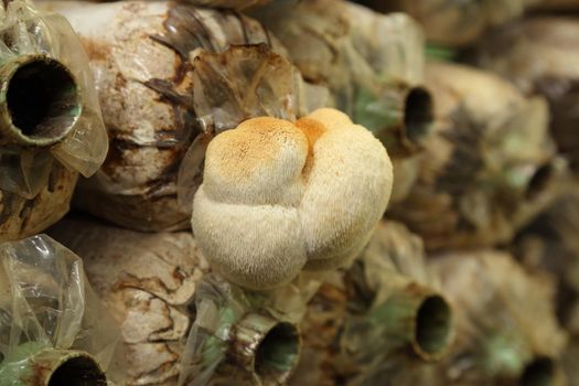 Monkey head mushroom (Yamabushitake mushroom) on spawn bags growing in a farm