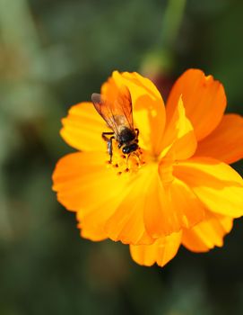 orange cosmos flower with bee in the garden
