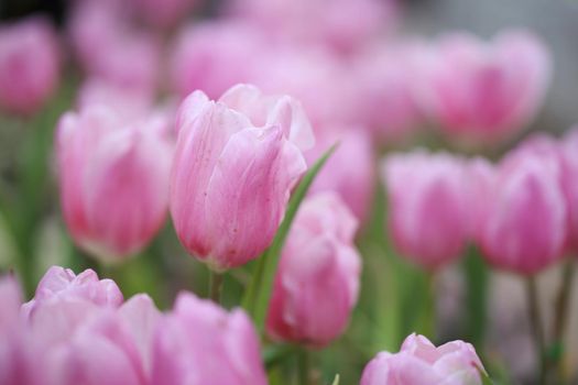 beautiful pink tulip blooming in the garden