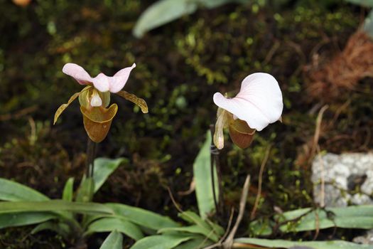 Lady Slipper Orchid Paphiopedilum in the garden