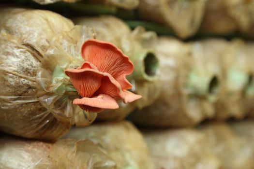 Pink oyster mushroom (Pleurotus djamor) on spawn bags growing in a farm