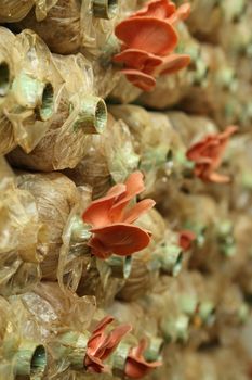 Pink oyster mushroom (Pleurotus djamor) on spawn bags growing in a farm