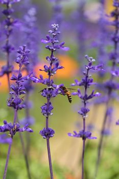 Lavender flower with bee in the garden