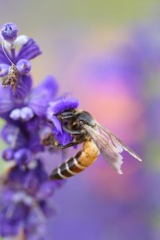 Lavender flower with bee in the garden