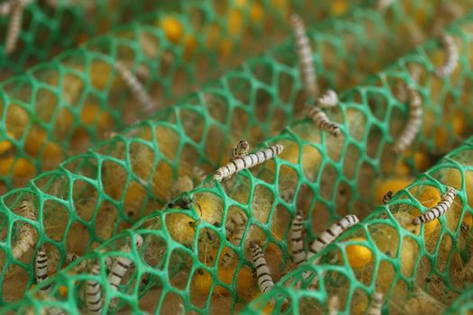 close up of silkworm in the farm