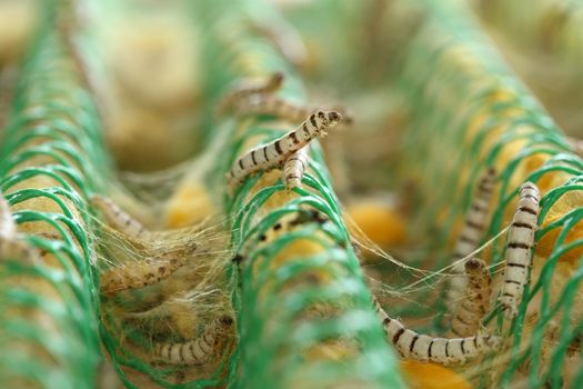 close up of silkworm in the farm