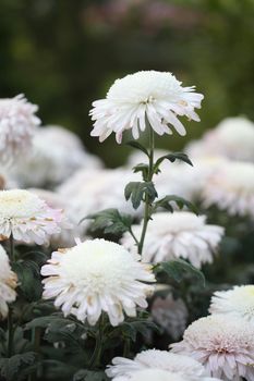 beautiful white chrysanthemums flowers in the garden