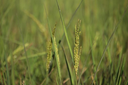 close up of Rice spike in the paddy field