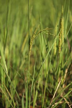 close up of Rice spike in the paddy field