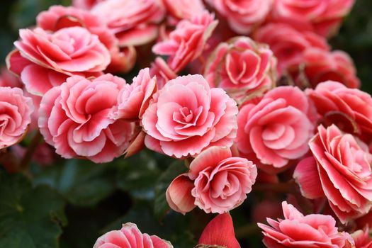 pink begonia flower blooming in the garden