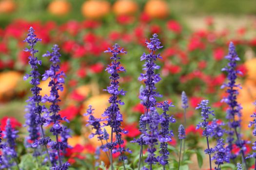 Lavender Flower in the garden