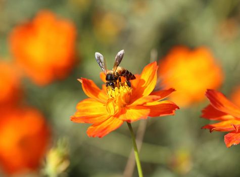 orange cosmos flower with bee in the garden