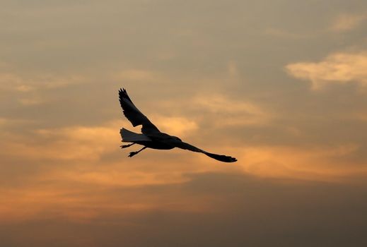 Seagull with sunset at Bang Pu beach, Thailand