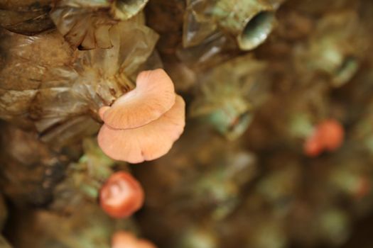 Pink oyster mushroom (Pleurotus djamor) on spawn bags growing in a farm